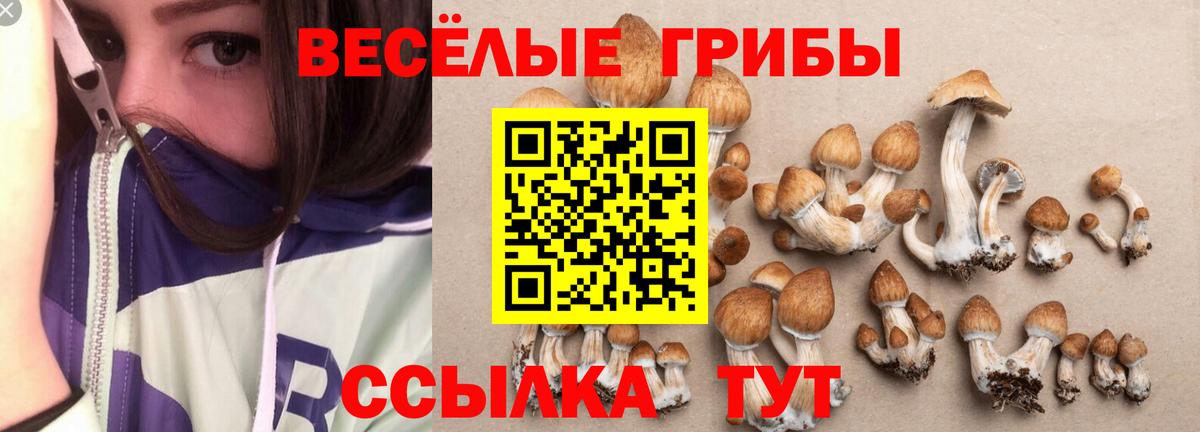 Долгопрудный  дарнет шоп  Вход с VPN  Псилоцибиновые грибы MAGIC MUSHROOMS 
